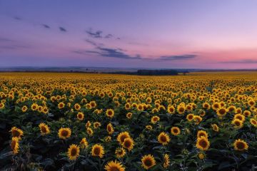 Пеллета органическая